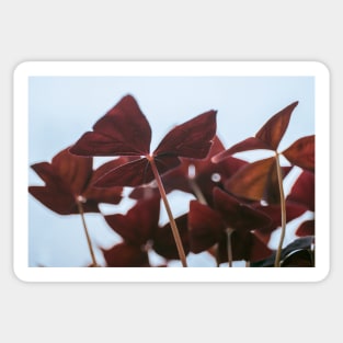 Oxalis Sticker